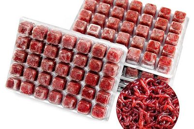 Frozen blood worm ( 24 cube)_img_1