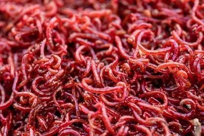 Frozen blood worm ( 24 cube)_img_0