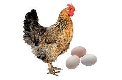 দেশী মুরগীর ডিম (Deshi Chicken Egg)_img_0