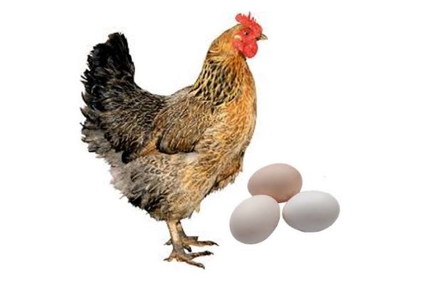 দেশী মুরগীর ডিম (Deshi Chicken Egg)