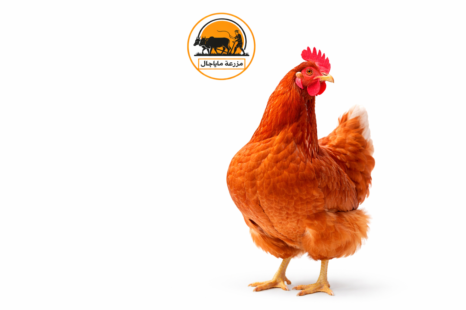 Organic Premium Layer Chicken._img_1