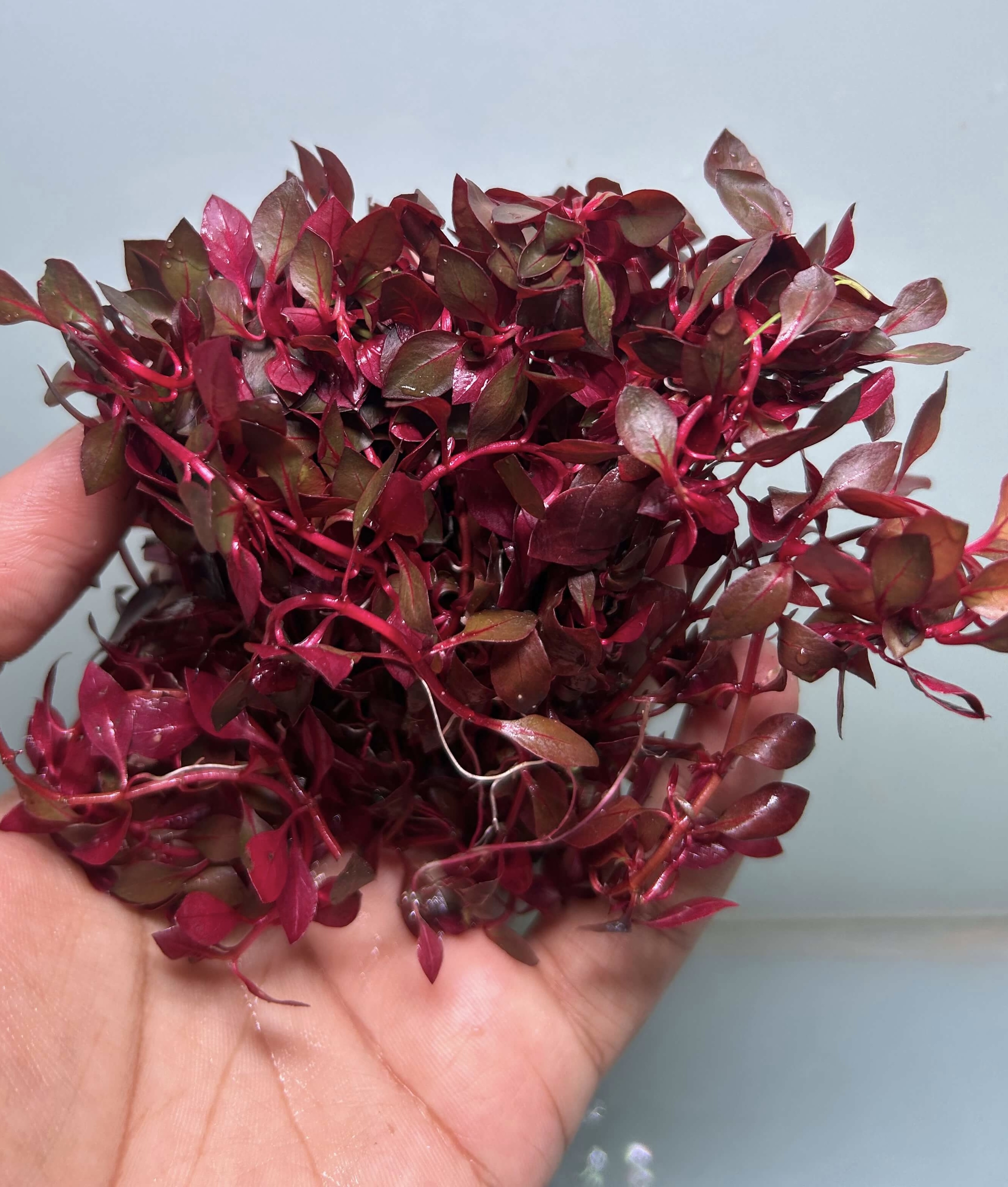 ludwigia natan