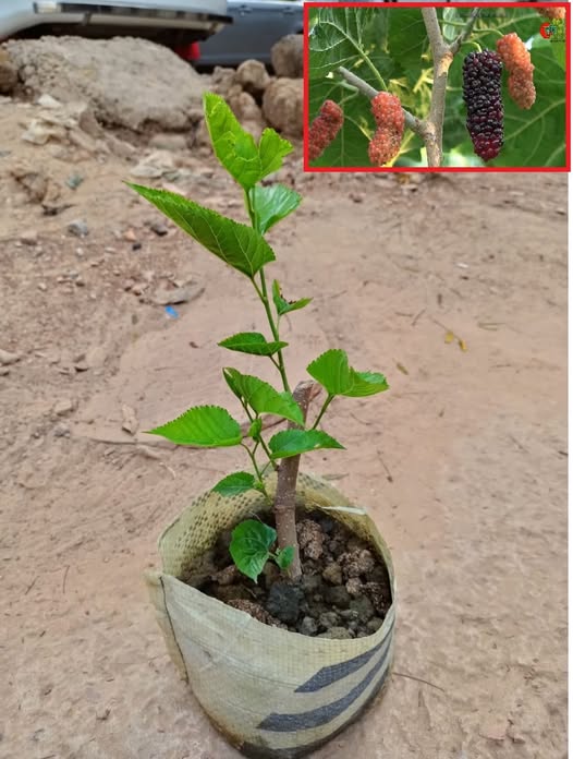 মালবেরি