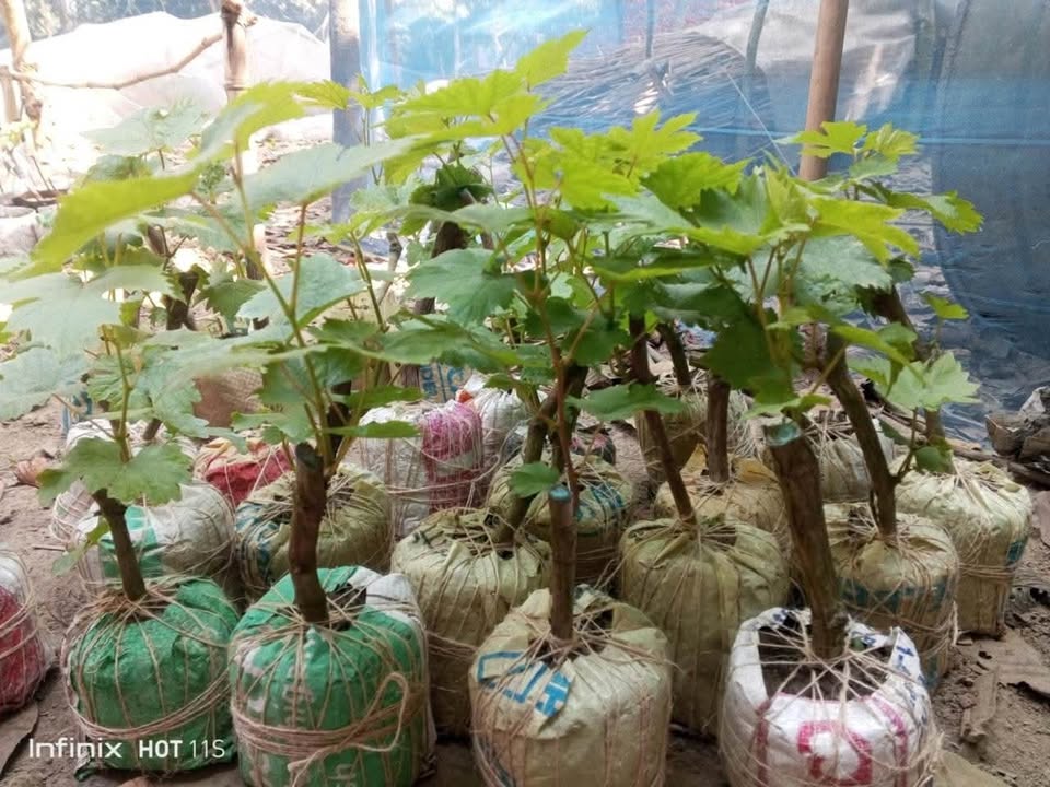 ব্লাক ম্যজিক আঙ্গুর