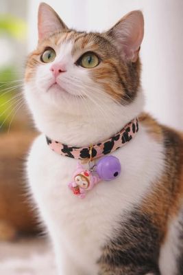 New cat collar đģđž_img_0