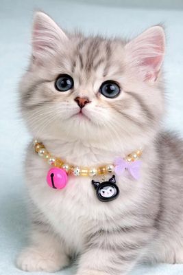 New cat collar 😻🐾_img_1