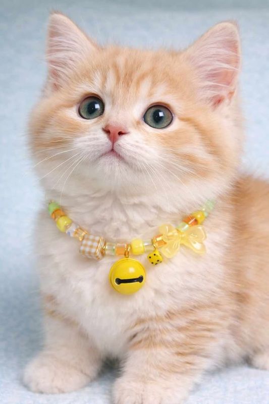 New cat collar 😻🐾