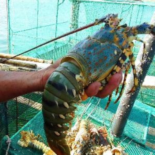 লবস্টার মাছ