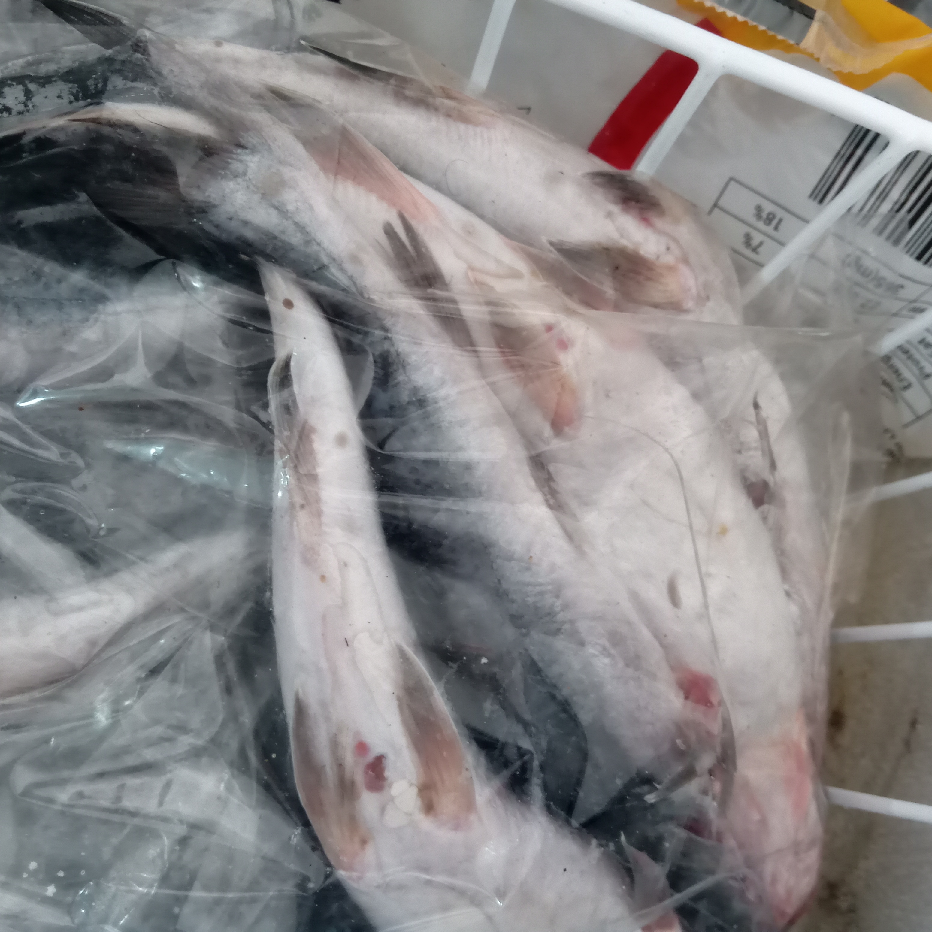 আইর 5থেকে6পি প্রতি কেজি_img_1