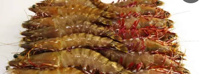 টাইগার চিংড়ি