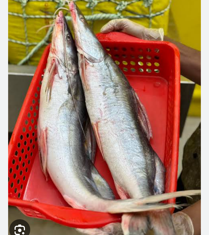 BBQ আইর মাছ