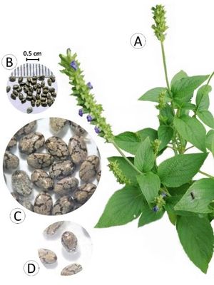 Chia Seeds - 1KG ( চিয়া সীড )_img_3