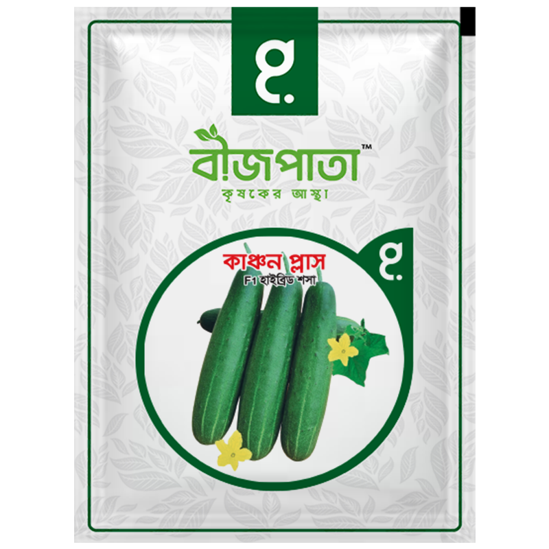 হাইব্রিড শসা বীজ কাঞ্চন প্লাস । F1 Hybrid Cucumber Seeds Kanchan plus_img_0