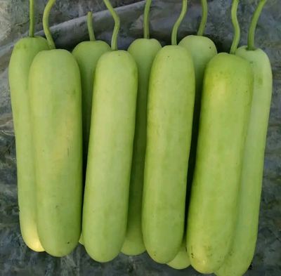 হাইব্রিড থাই লাউ। F1 Hybrid Thai lao_img_0