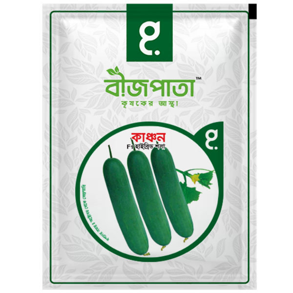 হাইব্রিড শসা বীজ কাঞ্চন। F1 Hybrid Cucumber Seeds Kanchan