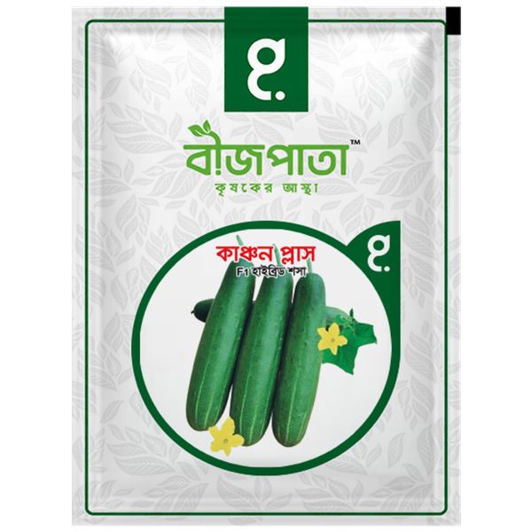 হাইব্রিড শসা বীজ কাঞ্চন প্লাস । F1 Hybrid Cucumber Seeds Kanchan plus