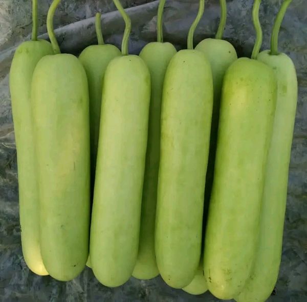 হাইব্রিড থাই লাউ। F1 Hybrid Thai lao