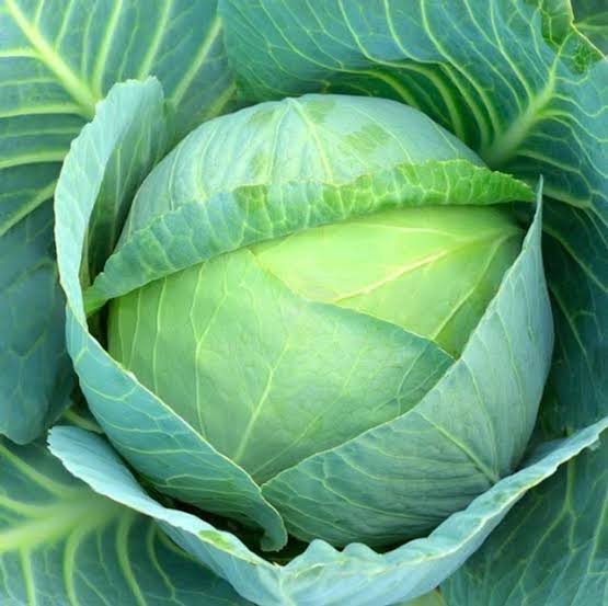সেরা জাতের হাইব্রিড  বাঁধাকপি । F1 Hybrid Cabbage Seeds_img_0