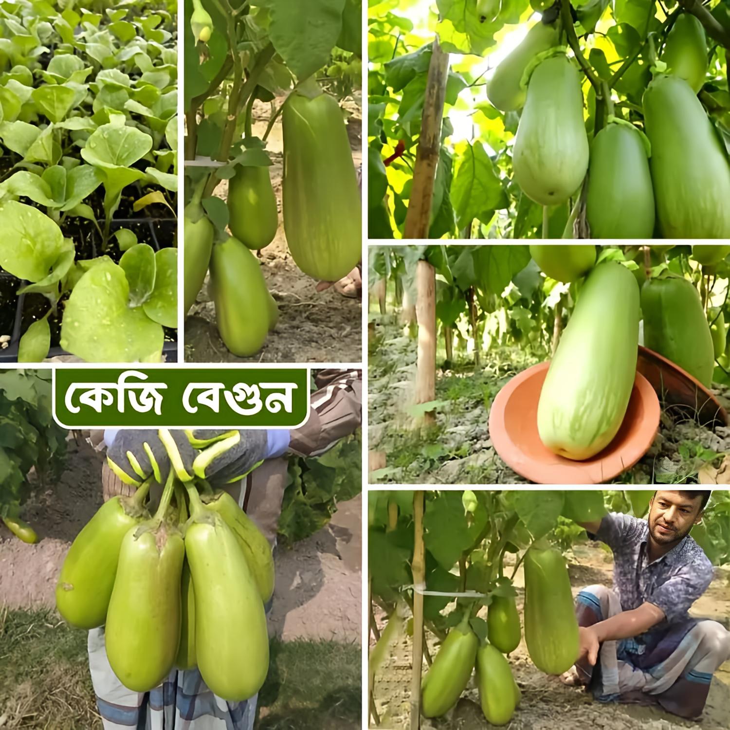 কেজি বেগুন / বারি বেগুন ১২ । Bari begun baro / kg begun