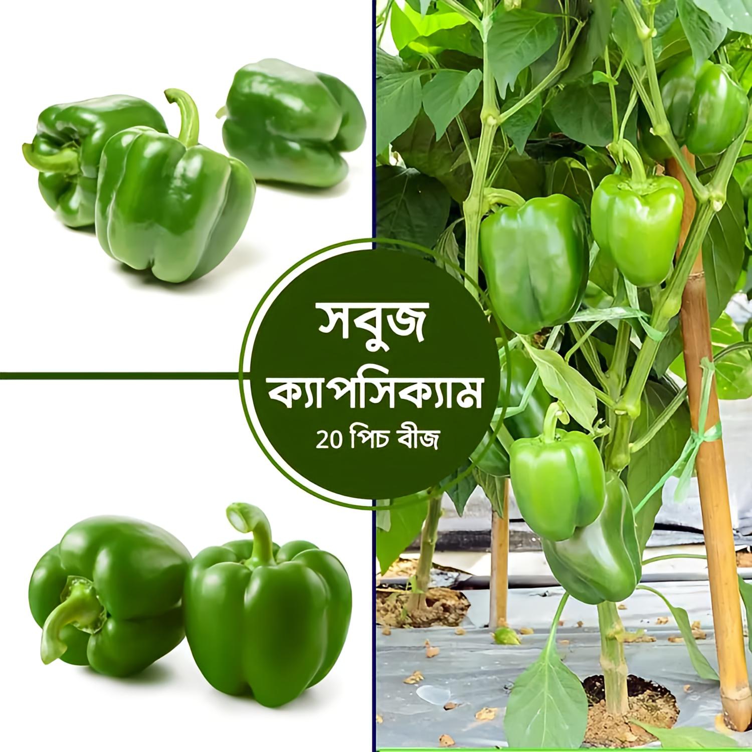 সবুজ ক্যাপসিকাম / Capsicum Green F1 Hybrid Seeds
