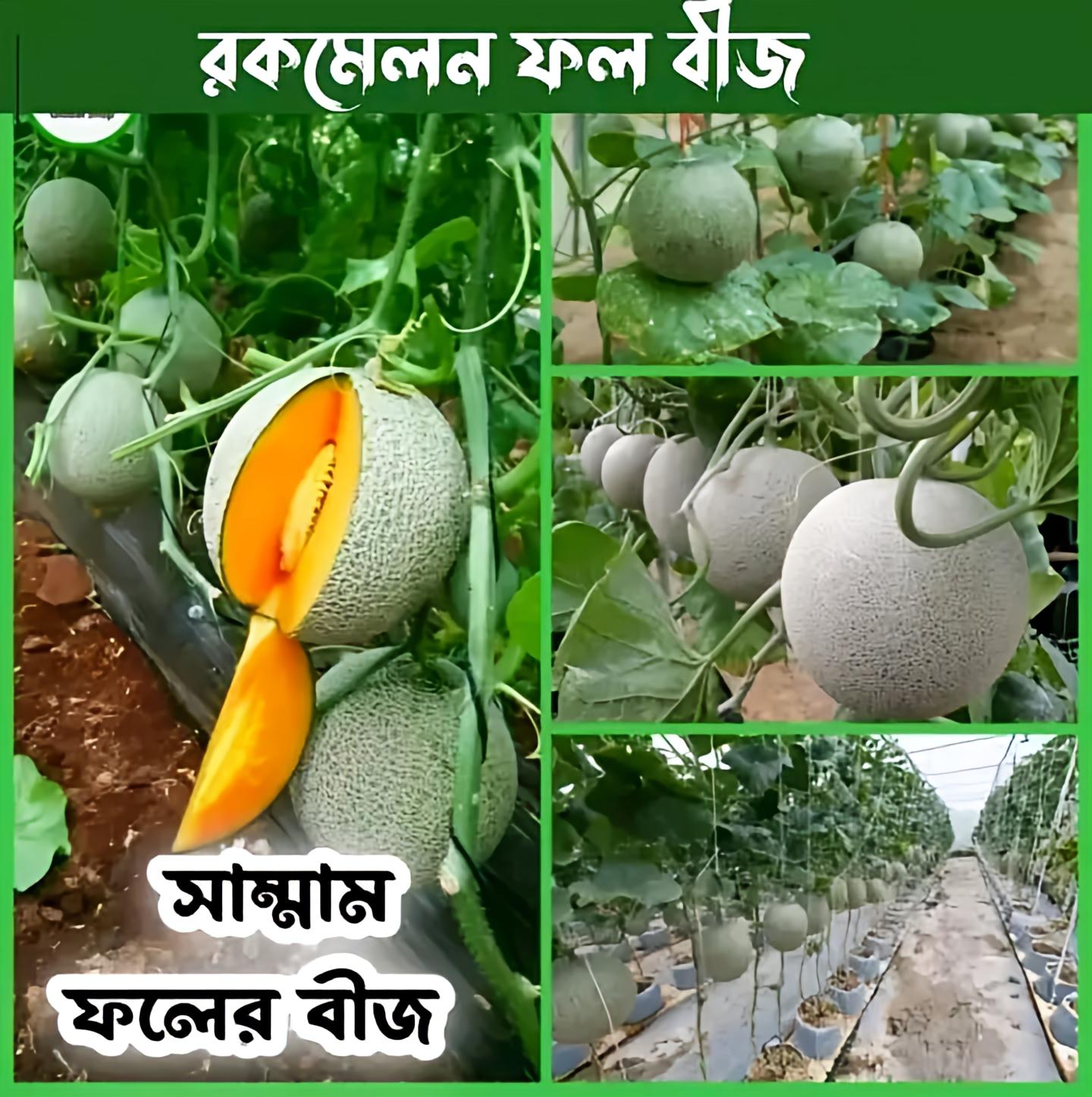 সাম্মান ফলের বীজ