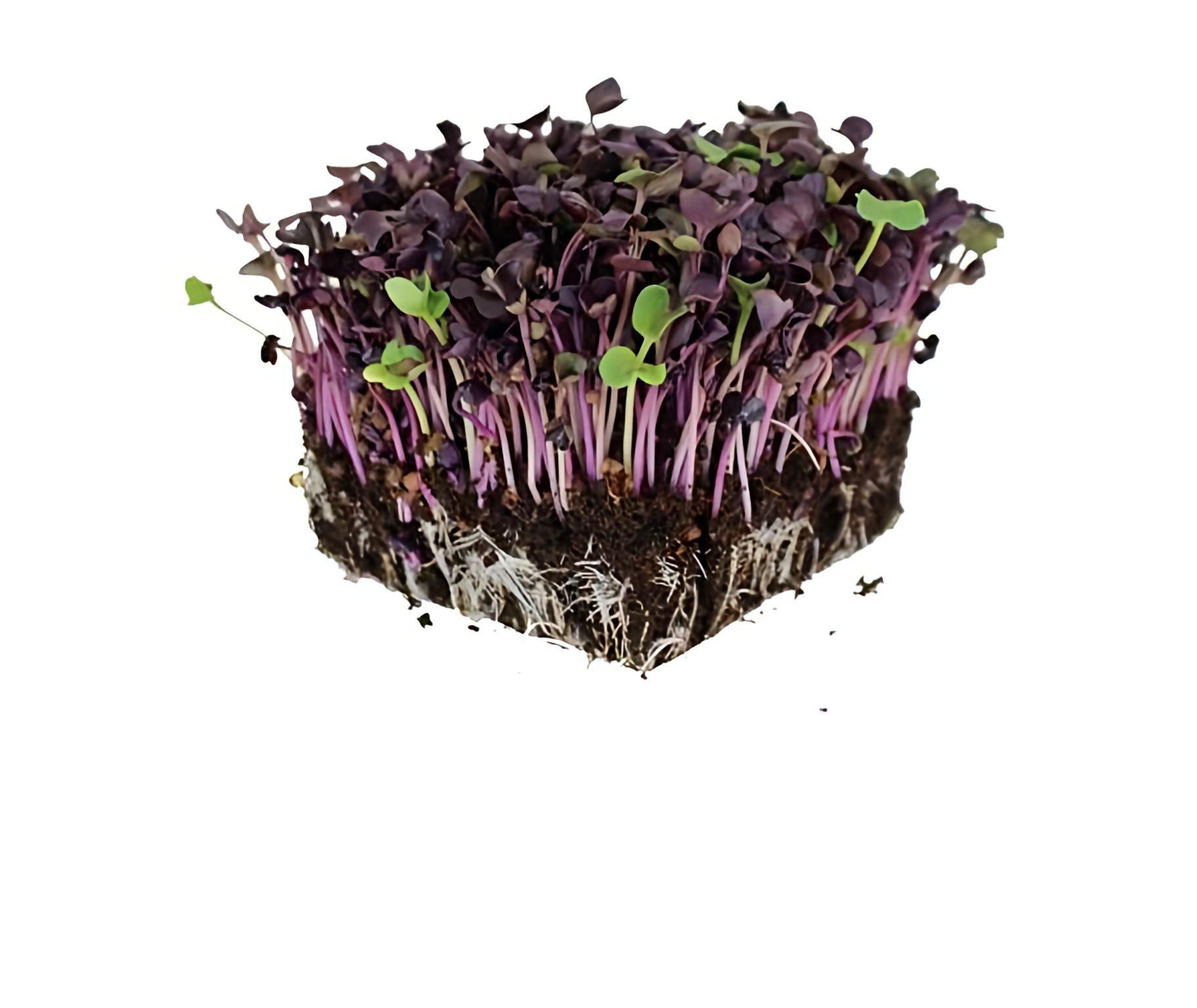 Radish Pink Microgreen Seeds