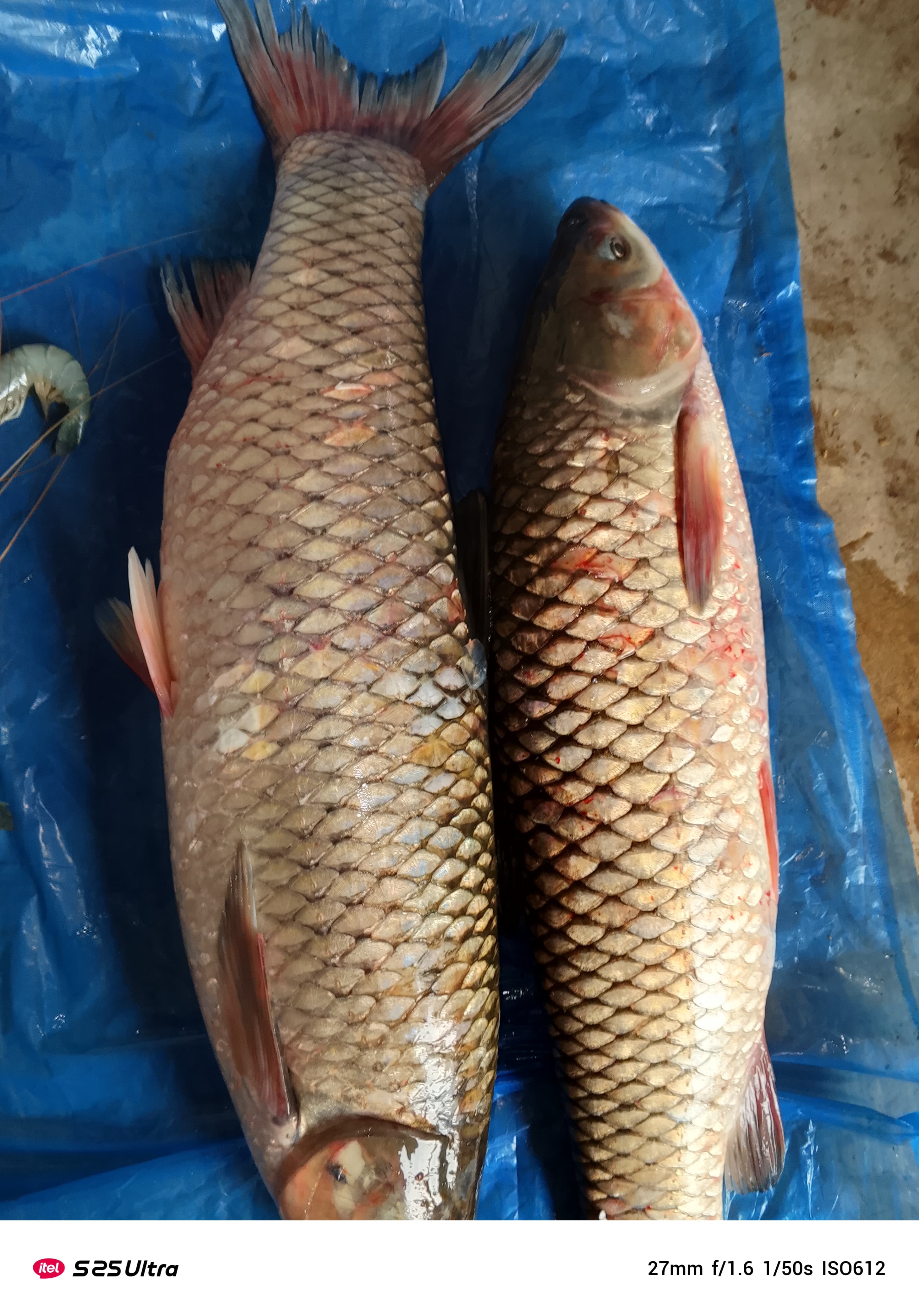 ঘাছকাপ মাছ প্রতি পিস ৫ থেকে ৬ কেজি