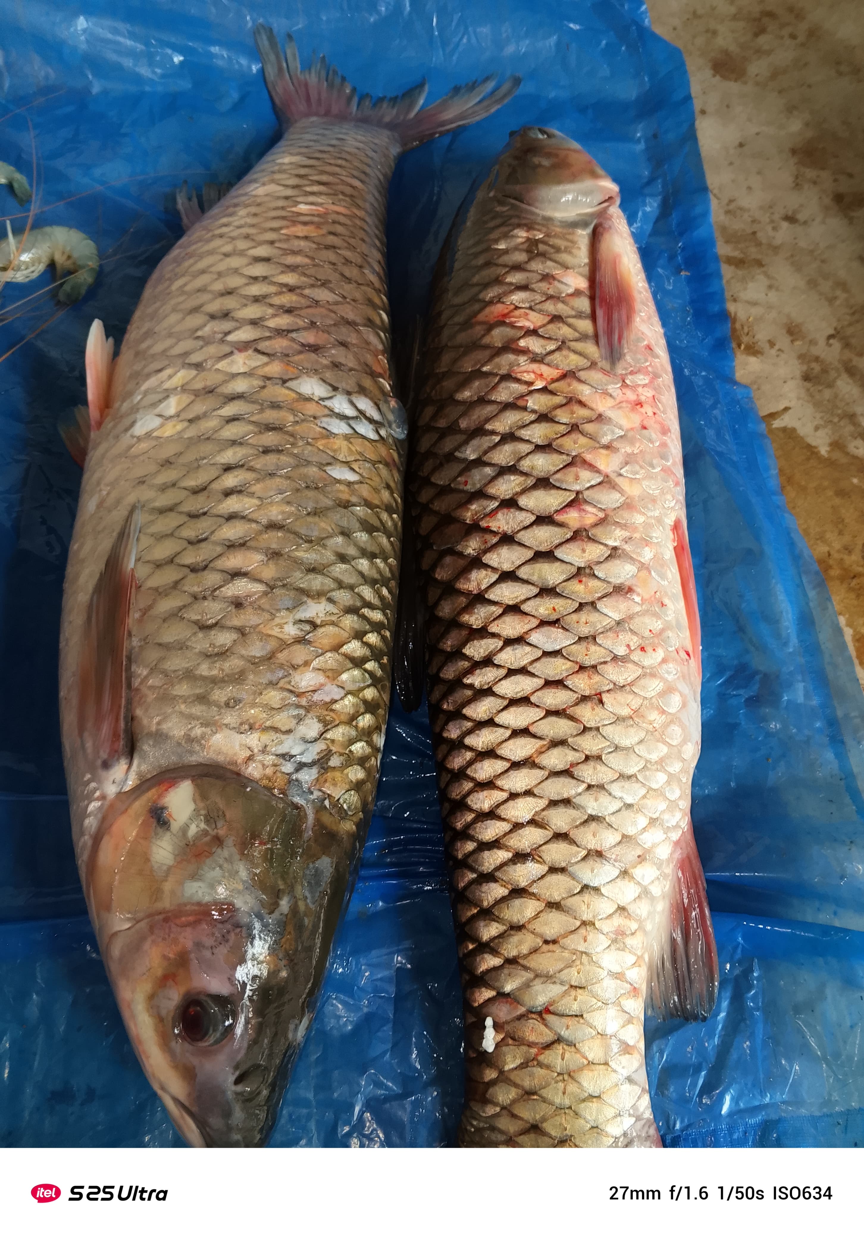 ঘাছকাপ মাছ প্রতি পিস ৫ থেকে ৬ কেজি_img_1