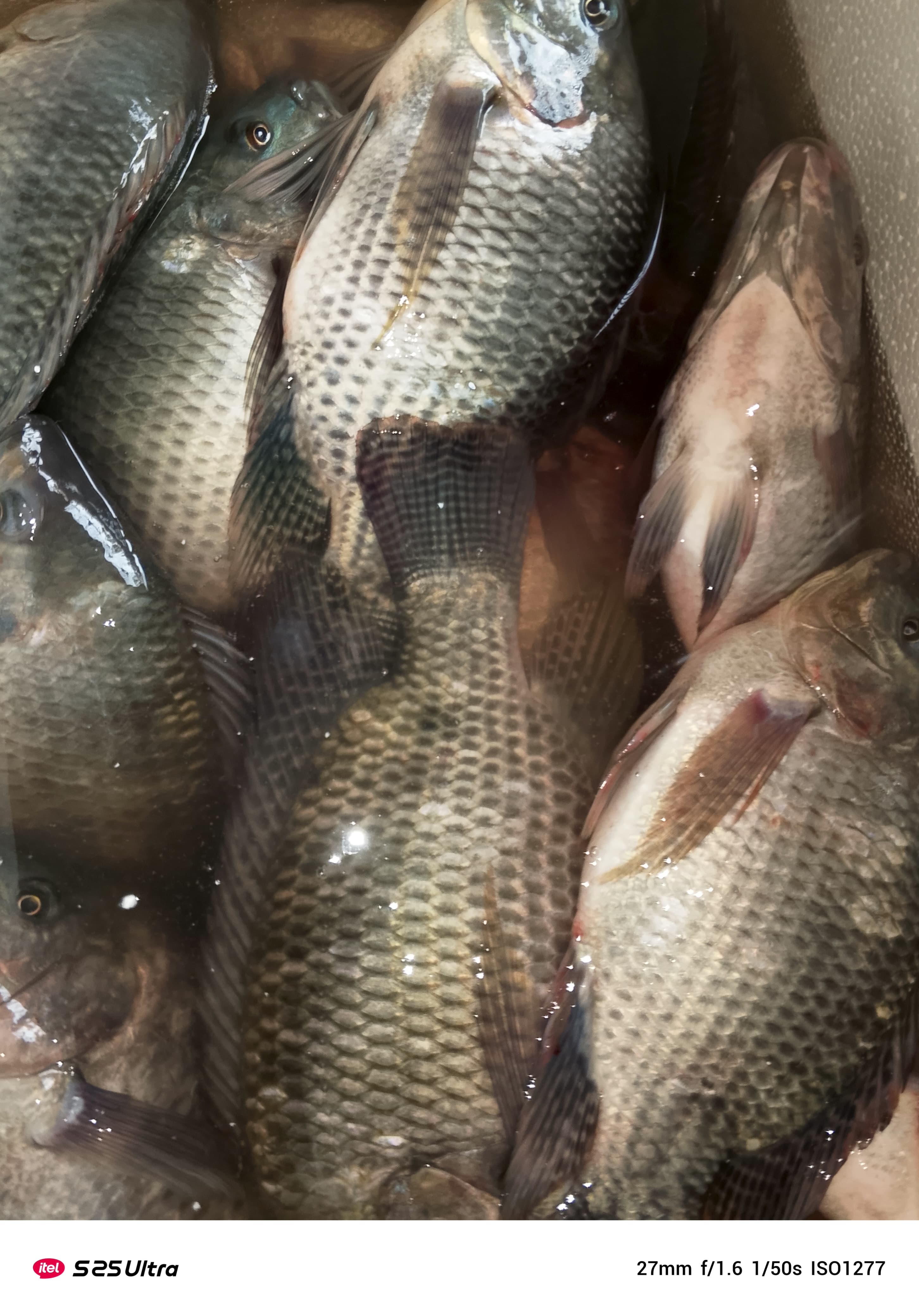 তেলাপোয়া মাছ প্রতি কেজি