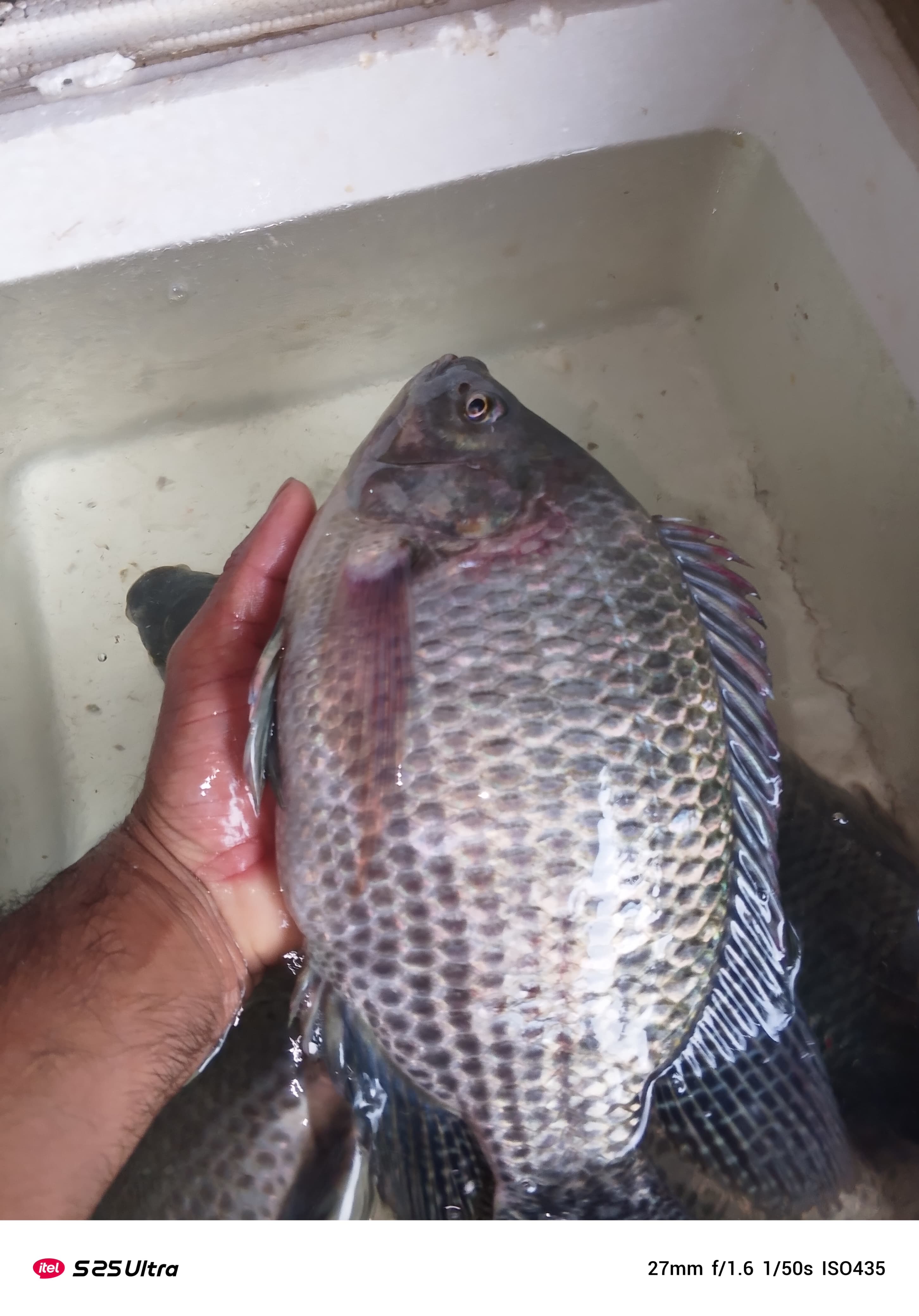 তেলাপোয়া মাছ প্রতি কেজি_img_1