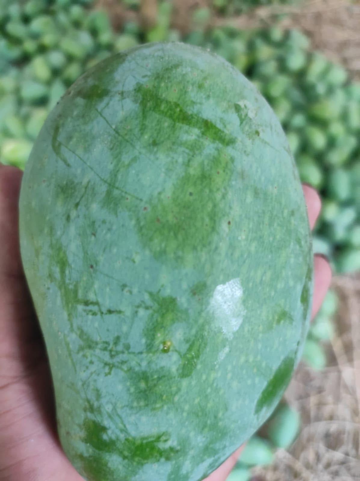 সুরমা ফজলী আম (Surma Fazlee Mango)_img_5