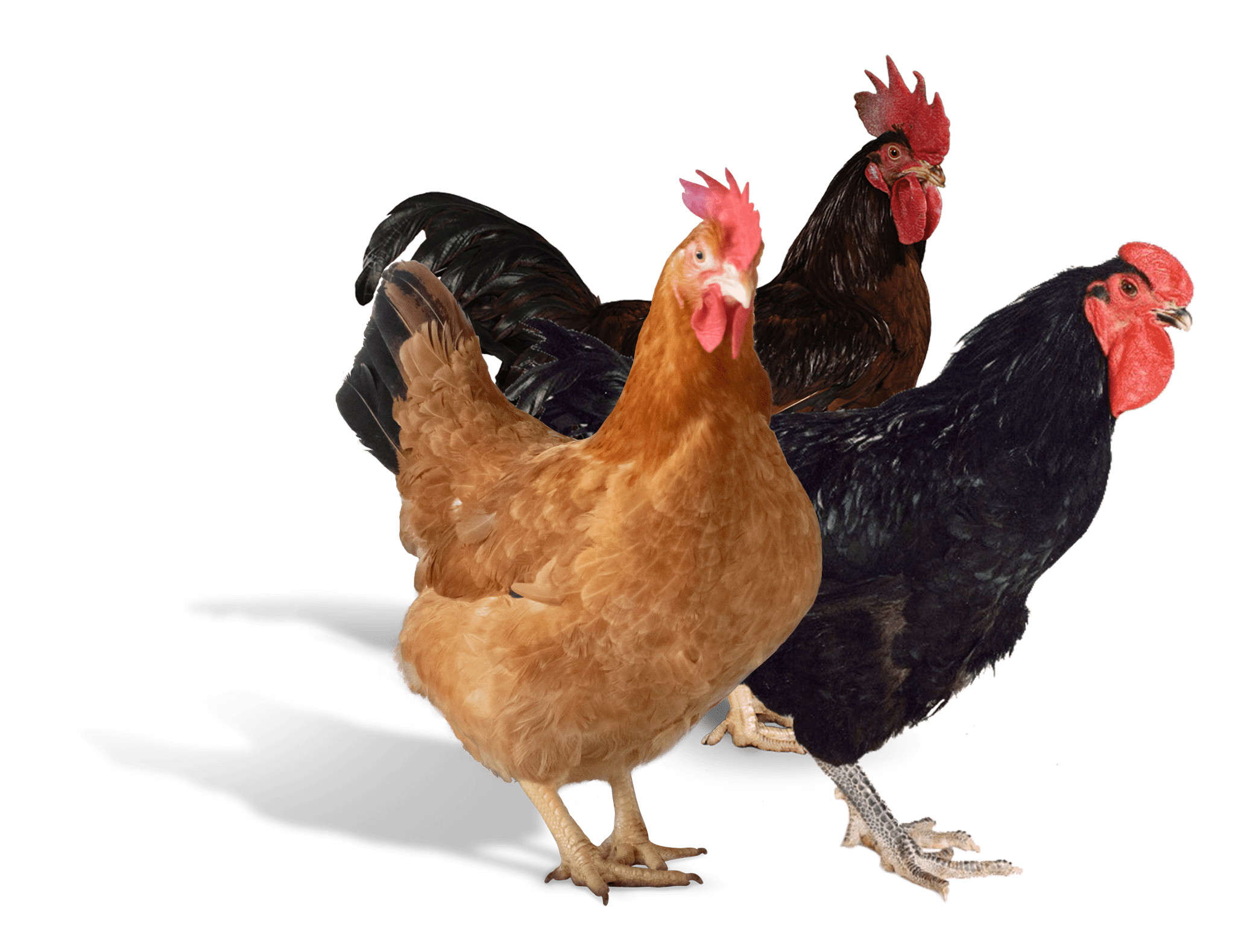 কালার বাড সুনালী