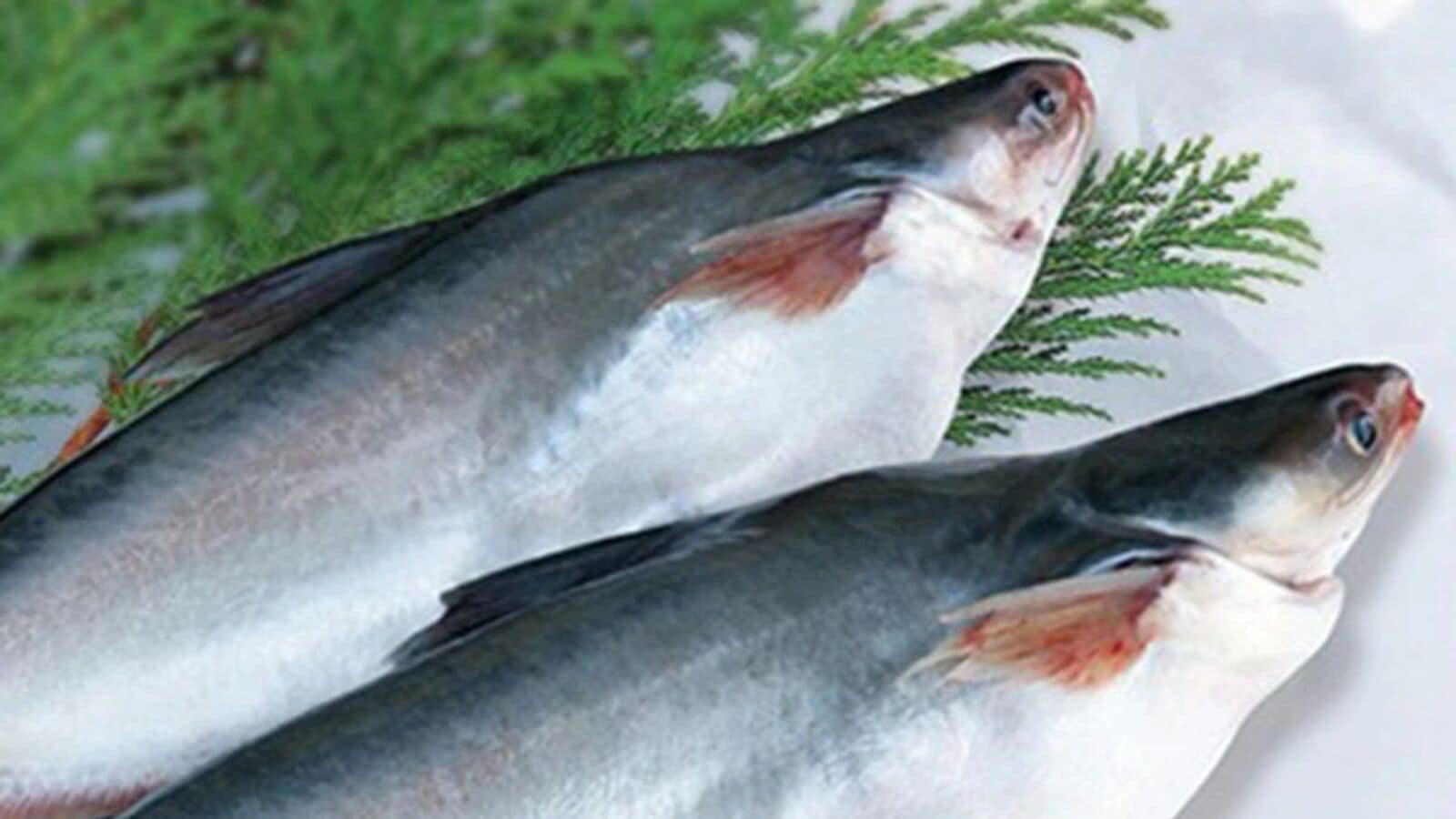 পাঙ্গাস মাছ