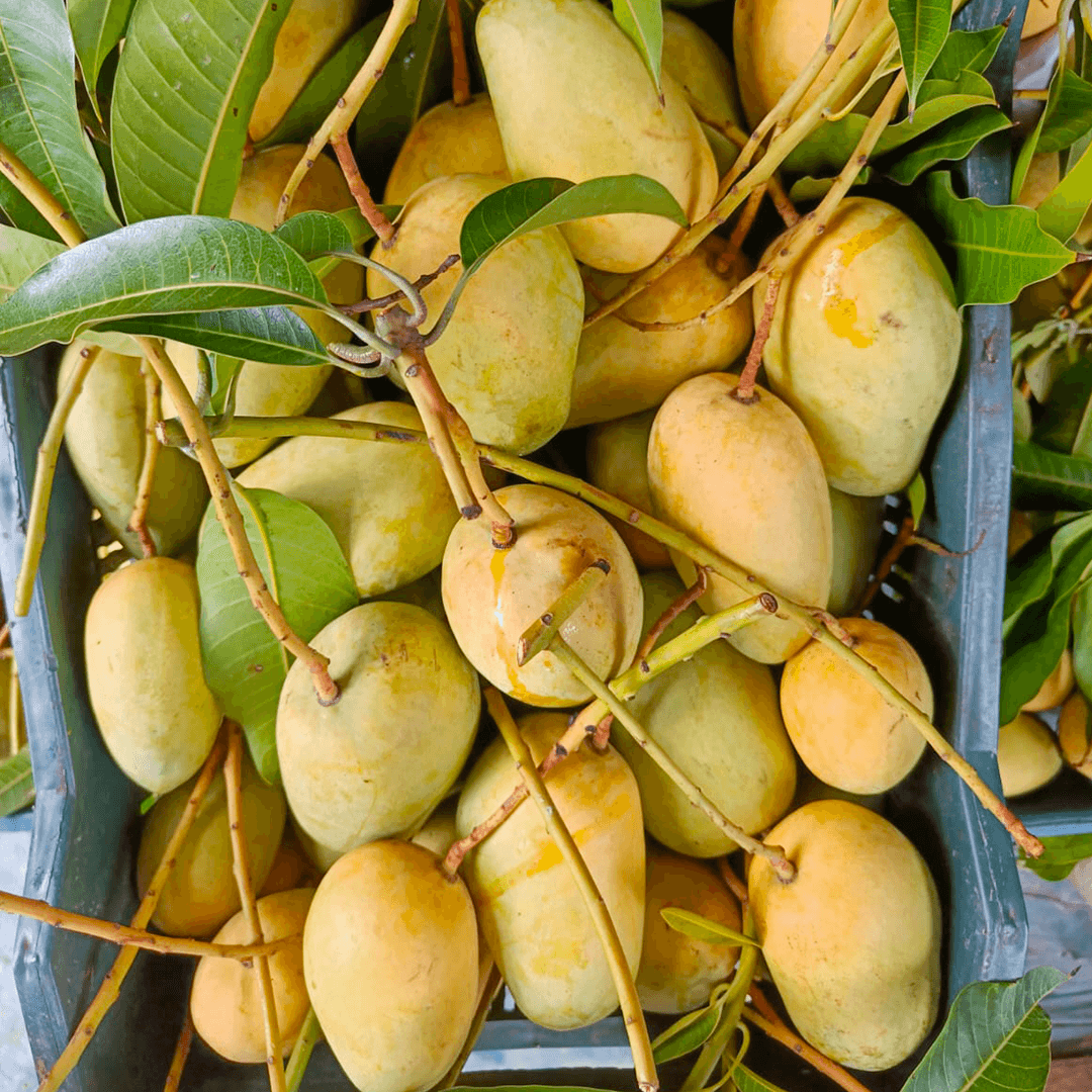 মামার বাড়ির কাটিমন আম