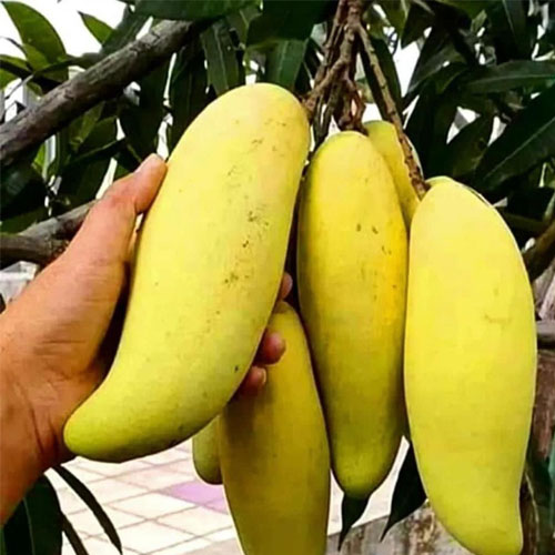 মামার বাড়ির কাটিমন আম_img_1