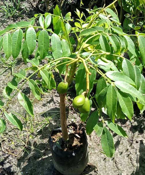 থাই বারোমাসি আমরা_img_1