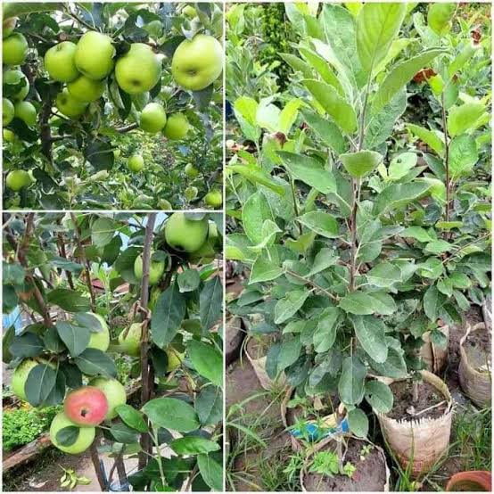 হরিমন -৯৯ আপেল