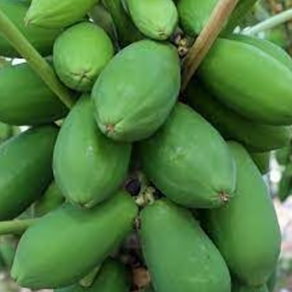 কাঁচা পেঁপে – Green Papaya (গ্রীন পাপ্যায়া)/  ১ কেজি - Image 1