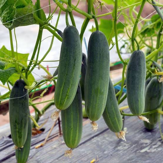 শীতকালীন হাইব্রিড শসা । Winter special hybrid cucumbers