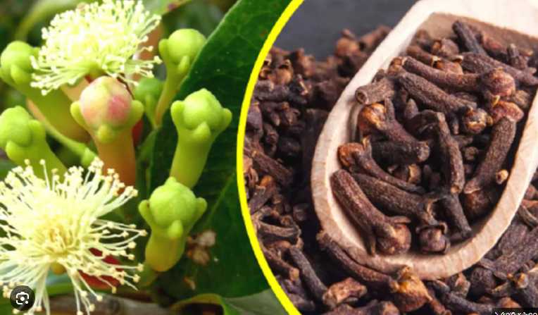 লবঙ্গ: Clove (লবঙ্গ) / 10 গ্রাম - Image 1