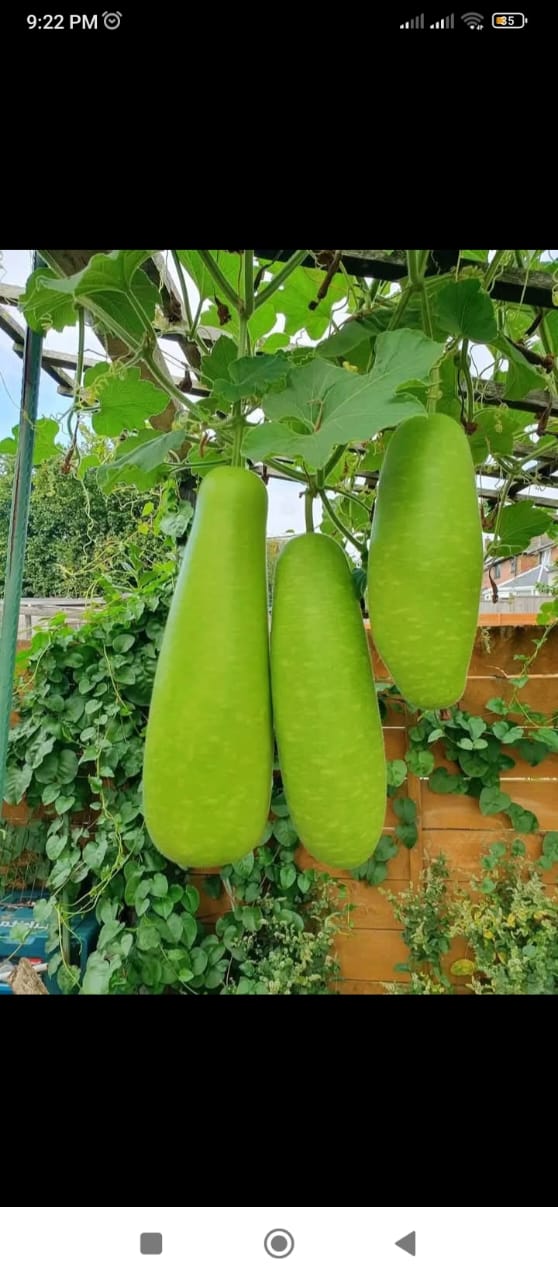 লাউ/ 1 pcs - Image 1