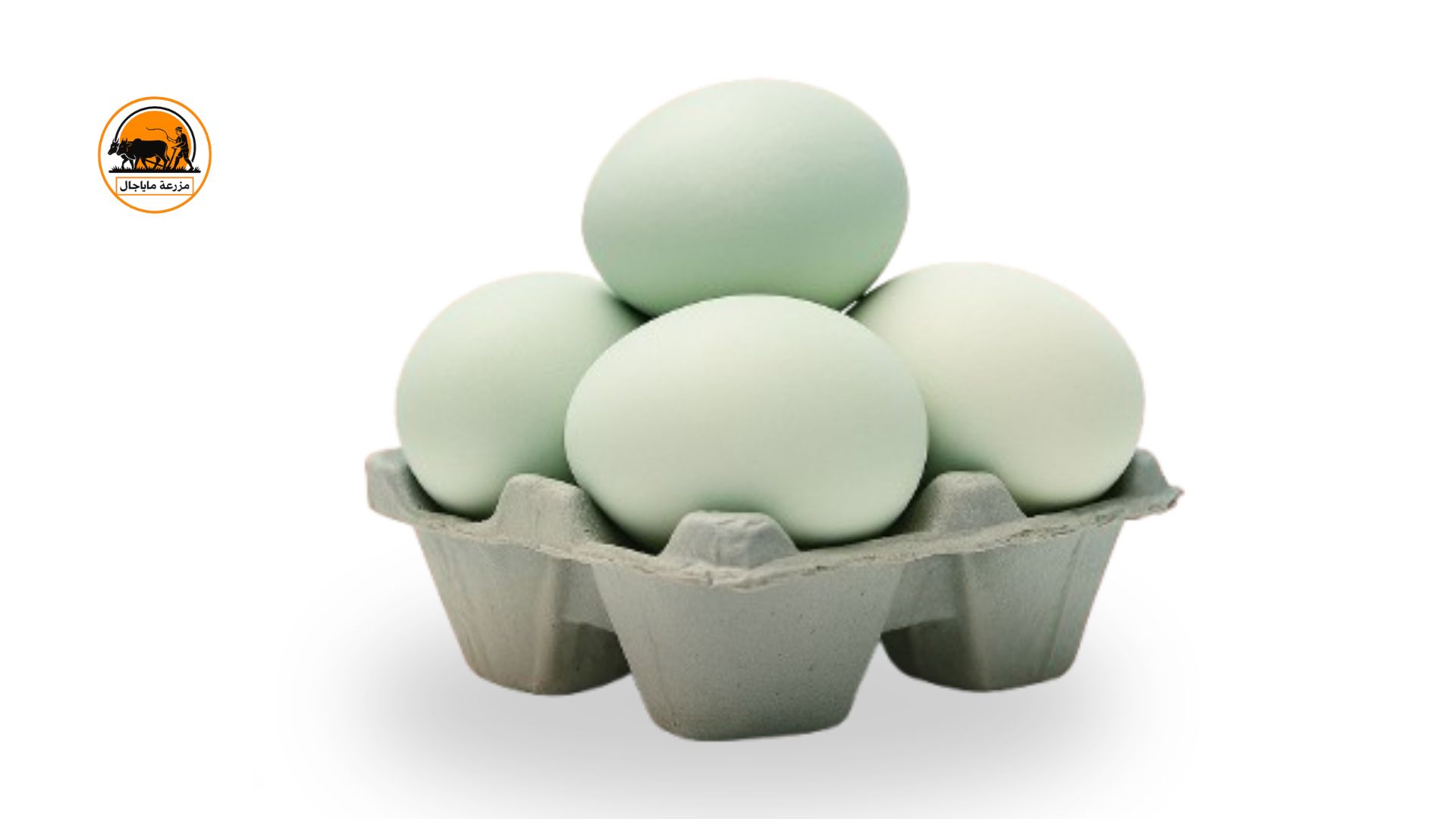 organic/Desi Duck.Egg.