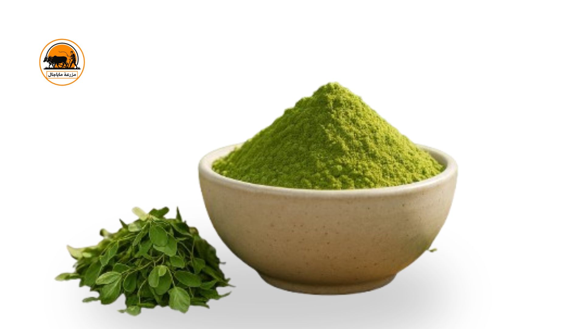 Moringa Powder – Natural Energy & Immunity Booster
