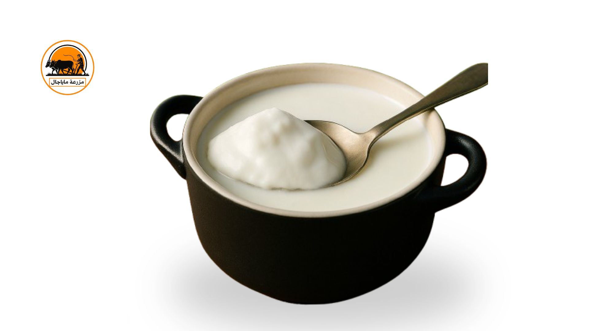 Buffalo milk Yoghurt / Curd