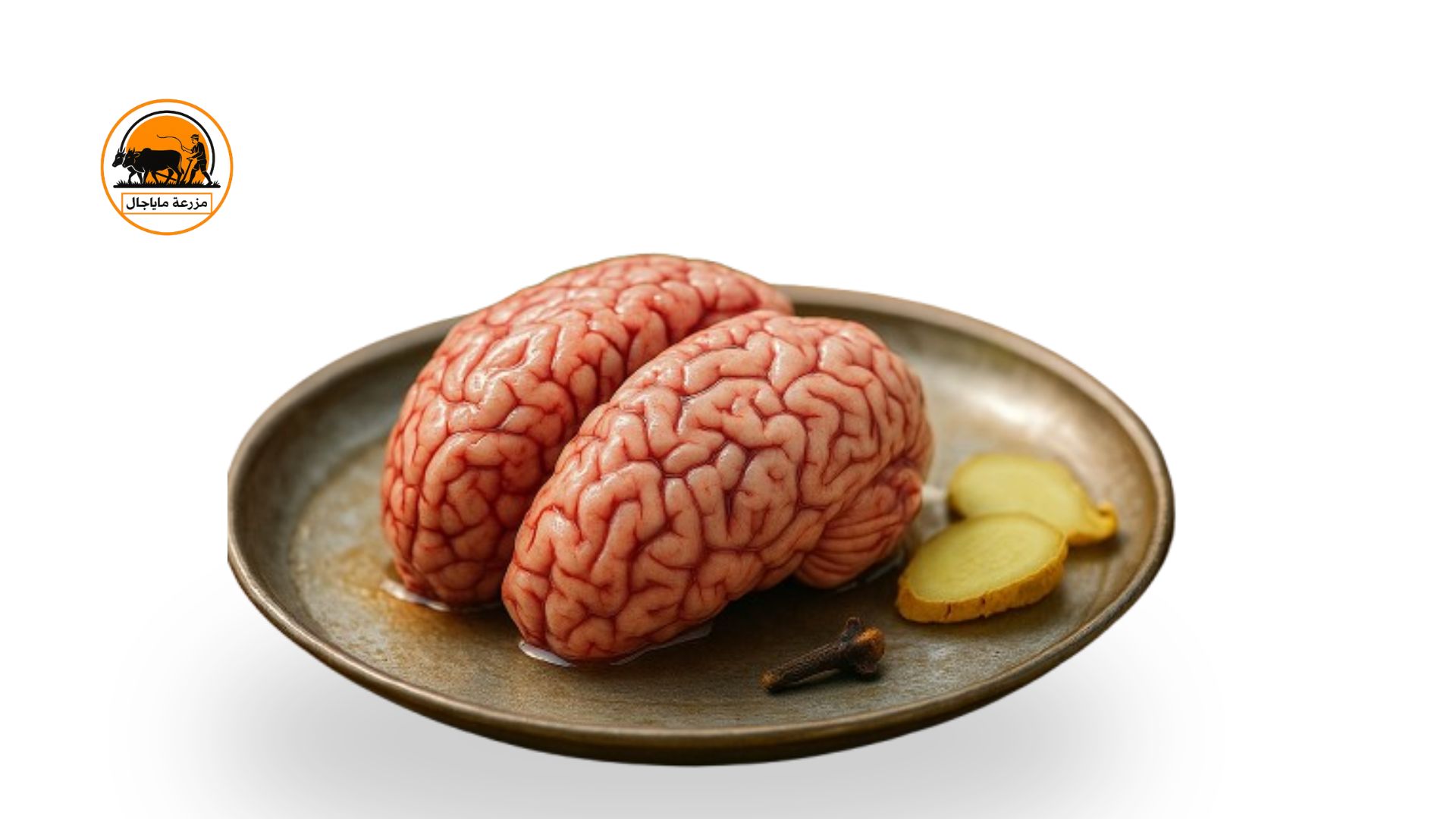 Organic lamb or goat brain / maghaz.