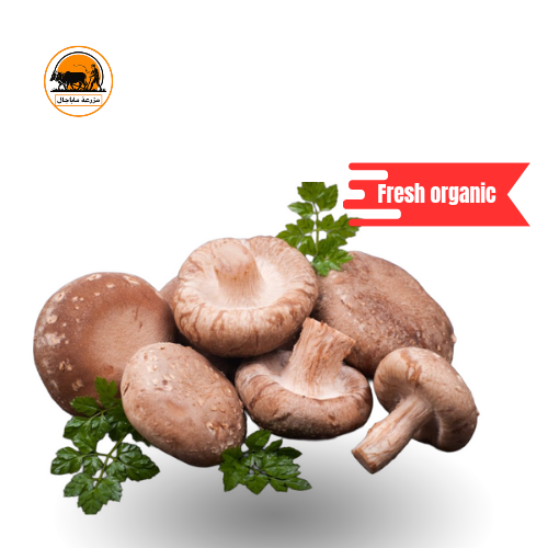BROWN MUSHROOM.oman