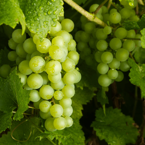আঙুর  (Grapes ) / ১কেজি - Image 1