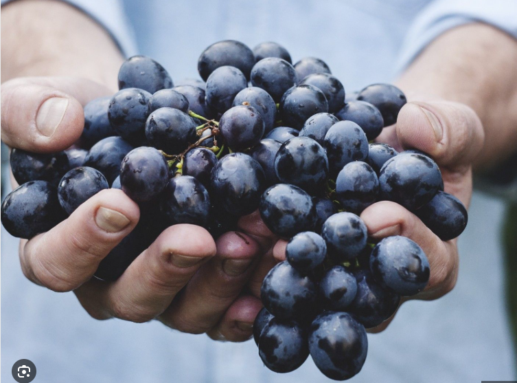 আঙুর কালো   (Grapes ) / ১কেজি - Image 1