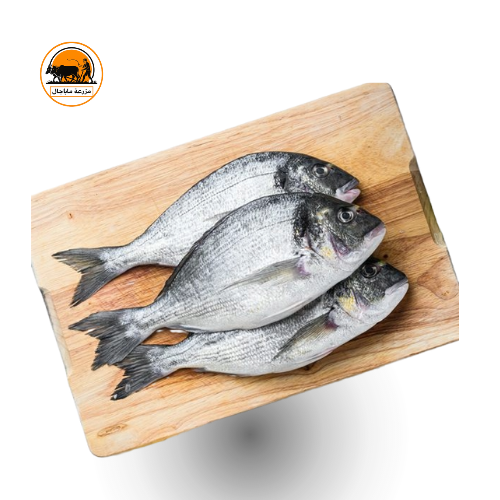 Fresh Whole Seabream – Premium Quality Fish