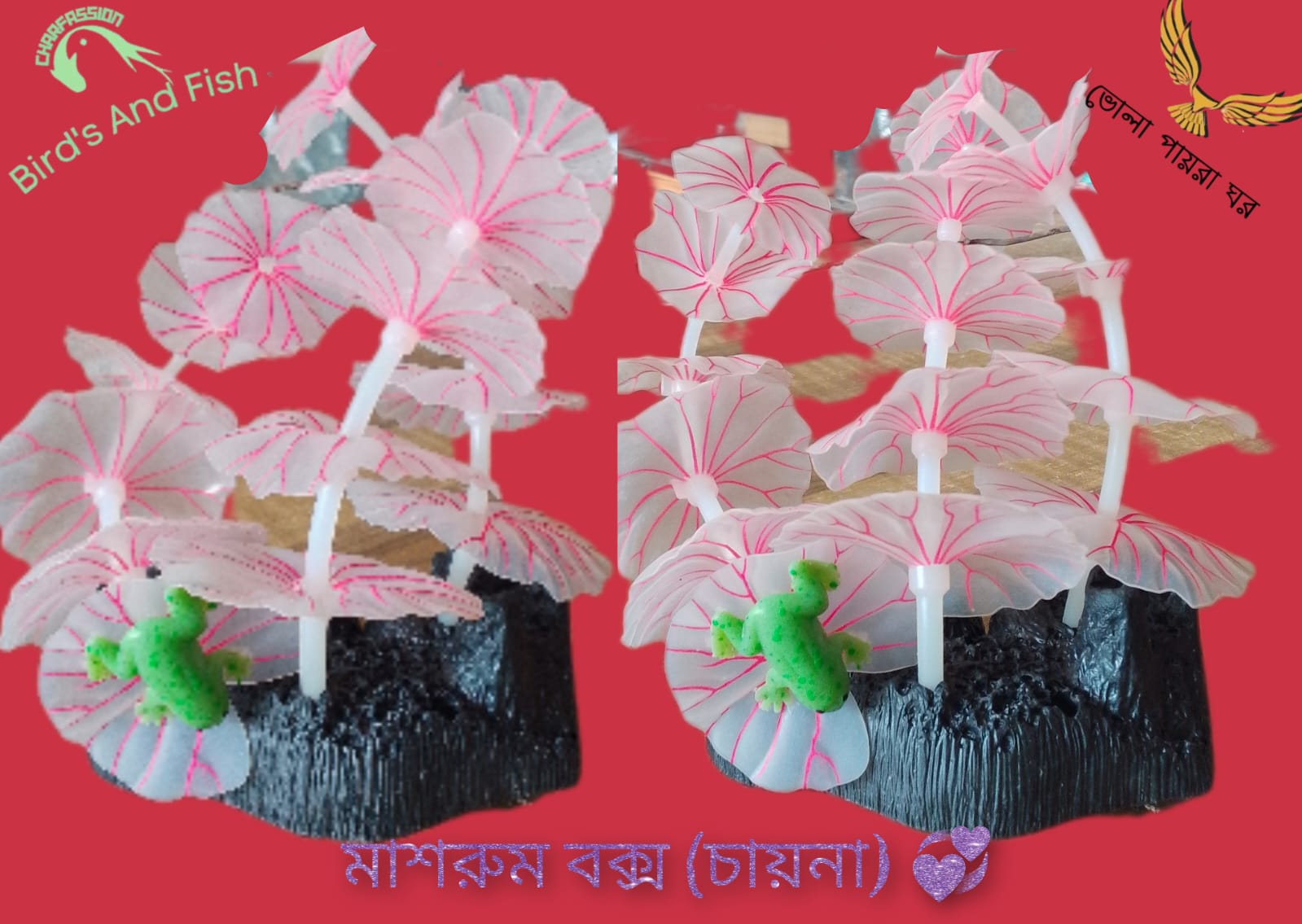 মাশরুম বক্স চায়না_img_5